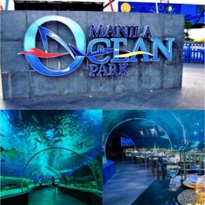 You Won’t Believe What’s Lurking Beneath—Manila Ocean Park Unleashes Jaw-Dropping Sea Creatures, Giant Sharks, and a Terrifying Underwater Tunnel That’s Leaving Tourists Screaming in Awe and Shock!
