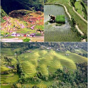 “Carved by Hand Over 2,000 Years Ago, These Breathtaking Rice Terraces in Banaue Will Leave You Speechless!” Hidden in the mountains of the Philippines, this ancient wonder was built without machines—and it’s still feeding families today.